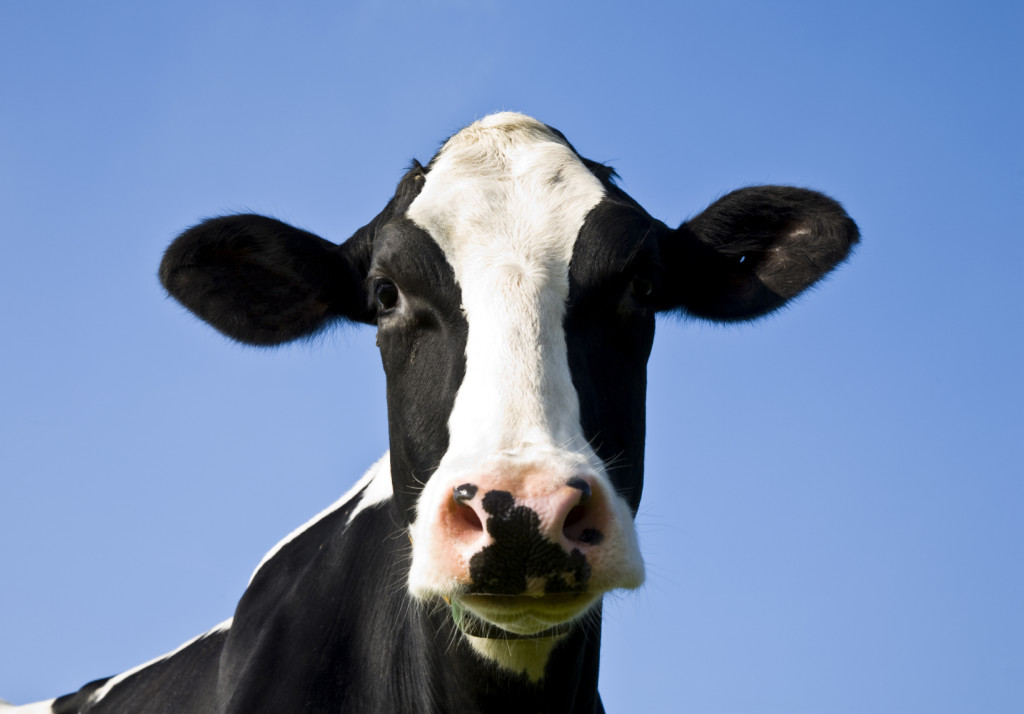 Cow - iStock_000008283300_Medium