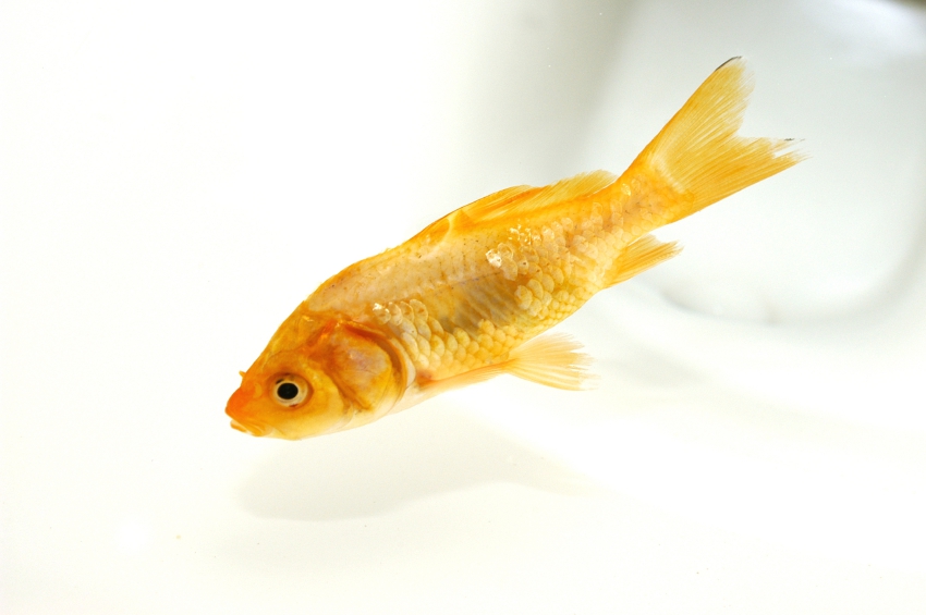 – goldfish in toilet iStock_000001465491_Small
